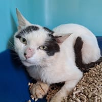 CALIFORNIE, chat à adopter