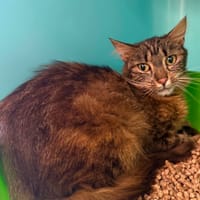 TEXAS, chatte à adopter