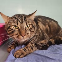 IDAHO, chat à adopter