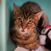 HERA, chatte à adopter