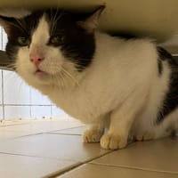 KANSAS, chat à adopter