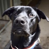 ARKANN, chien à adopter