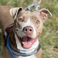 DIVA, chienne à adopter
