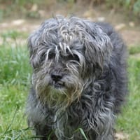 HUGO CHAO, chien à adopter