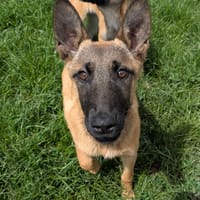 SANA, chienne à adopter