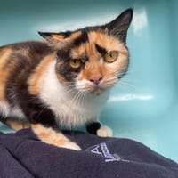 PAULETTE, chatte à adopter