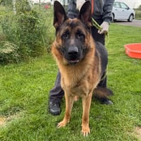 julien, chien à adopter