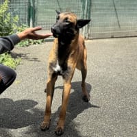 MARLEY VAA, chien à adopter