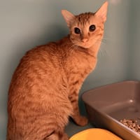 Azuré, chat à adopter