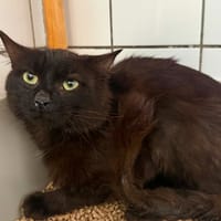 MALIBU, chat à adopter