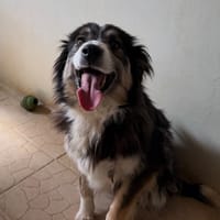 FAFADELLE, chienne à adopter