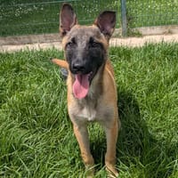 VALKA, chienne à adopter