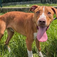 DAKOTA, chien à adopter