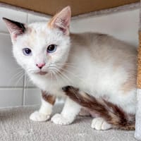 ORPHEE, chatte à adopter