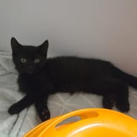 NERA, chatte à adopter