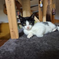 WIAM, chatte à adopter
