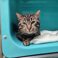 LUIGI C, chat à adopter