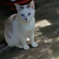 Choupette, chatte à adopter