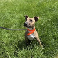 ATOMIC, chien à adopter