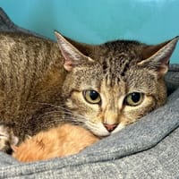 CHANA, chatte à adopter