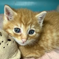 RUDY, chat à adopter