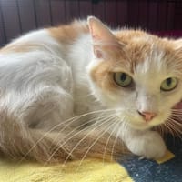 CELESTINE, chatte à adopter