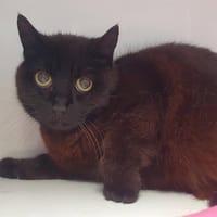 FRIMOUSSE CHA, chatte à adopter