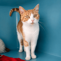 CAJOU, chatte à adopter