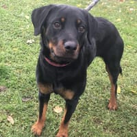 OLINA, chienne à adopter