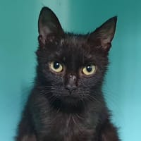 SANTA, chatte à adopter