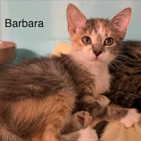 Barbara, chatte à adopter