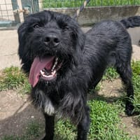 DOMINO, chien à adopter