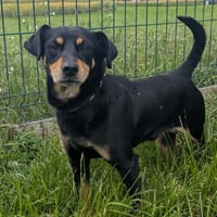 WILL, chien à adopter