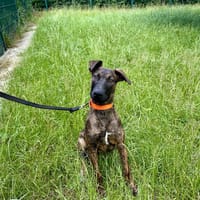 AAROS, chien à adopter