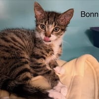 Bonnie, chatte à adopter