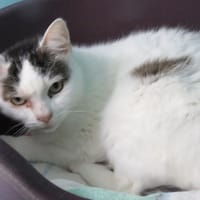 MINOUCHE, chatte à adopter