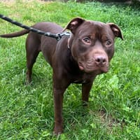 MANGO, chien à adopter