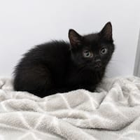 KURO, chat à adopter