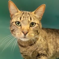 Pipou, chat à adopter