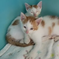 Magnus, chat à adopter