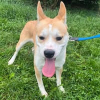 TAMY, chien à adopter