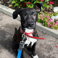 ROXY, chienne à adopter