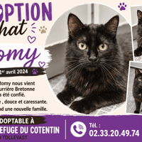 ROMY réservée, chatte à adopter