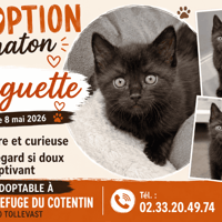 MUGUETTE, chatte à adopter
