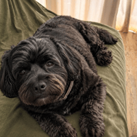 TIDJI, chien à adopter