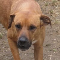 DJADJA, chienne à adopter