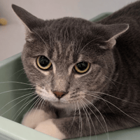 GLORIA CHA, chatte à adopter