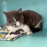 FAYA, chatte à adopter