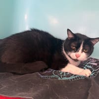 Poupette, chatte à adopter
