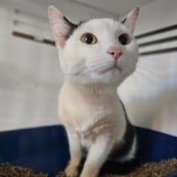 Lyra, chatte à adopter